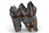 Pleistocene Fossil Mastodon (Mammut) Tooth - Florida #269751-1